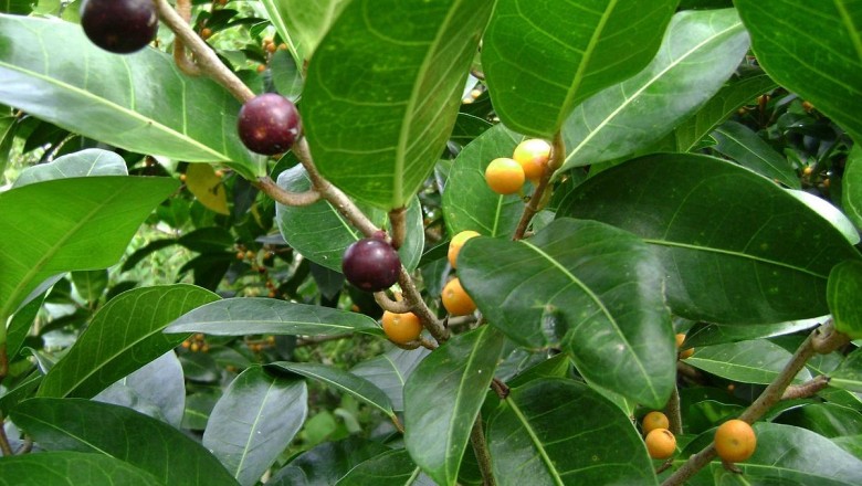 Cây dược liệu cây Sung bầu - Ficus tinctoria Forst. f. subsp. gibbosa (Blume) Corner (F. gibbosa Blume)