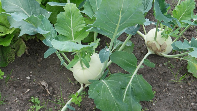 Cây dược liệu cây Su hào - Brassica caulorapa (DC.) (B. oleracea L. var. caulorapa DC.)