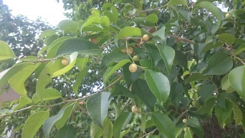 Cây dược liệu cây Si - Ficus benjamina L