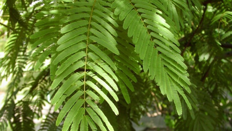 Cây dược liệu cây Sống rắn, Cam thảo cây - Albizia myriophylla Benth