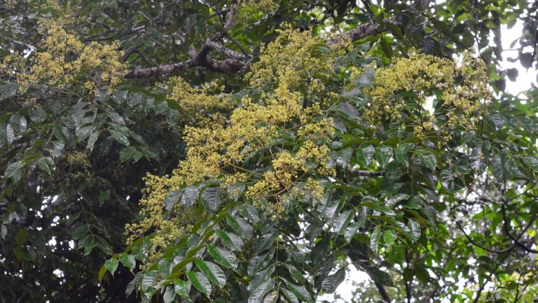 Cây dược liệu cây Sẻn hôi, Hoàng mộc hôi, Cóc hôi, Vàng me - Zanthoxylum rhetsa (Roxb.) DC. (Z. budrunga Wall.)