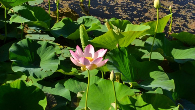 Cây dược liệu cây Sen - Nelumbo nucifera Gaertn