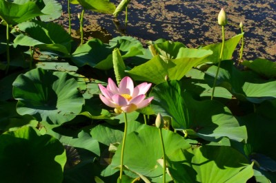 Cây dược liệu cây Sen - Nelumbo nucifera Gaertn