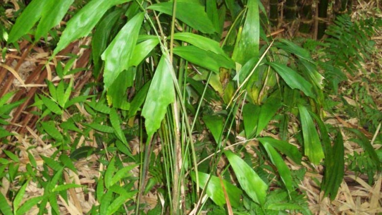 Cây dược liệu cây Song châu đuôi, Dùng dình đất - Didymosperma caudatum (Lour.) H. Wemll. et Drude