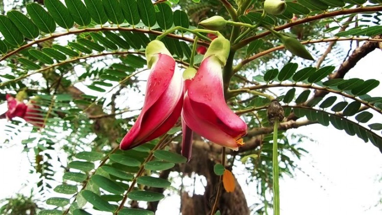 Cây dược liệu cây So đũa - Sesbania grandiflora (L.) Poir