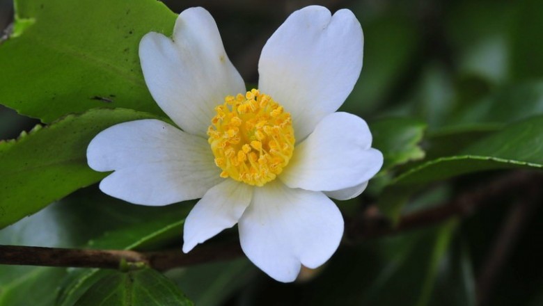 Cây dược liệu cây Sở dầu, Du trà, Chè dầu - Camellia oleifera Abel (C. drupifera Lour.)