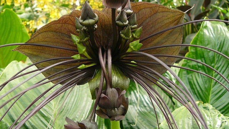 Cây dược liệu cây Râu hùm, Củ dòm, - Tacca chantrieri André