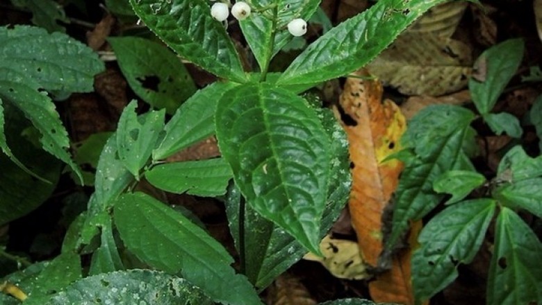 Cây dược liệu cây Sói đứng - Chloranthus erectus (Buch. - Ham.) Verde. (C. elatior Link)