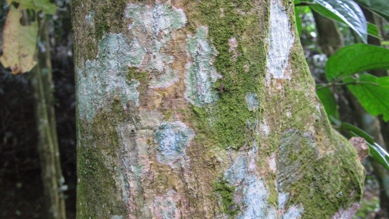 Cây dược liệu cây Sồi đá cau, Dẻ cau - Lithocarpus areca (Hick. et A. Camus) Camus (Pasania areca Hick. et A. Camus)