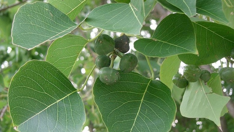 Cây dược liệu cây Sòi, Sòi xanh - Sapium sebiferum (L.) Roxb