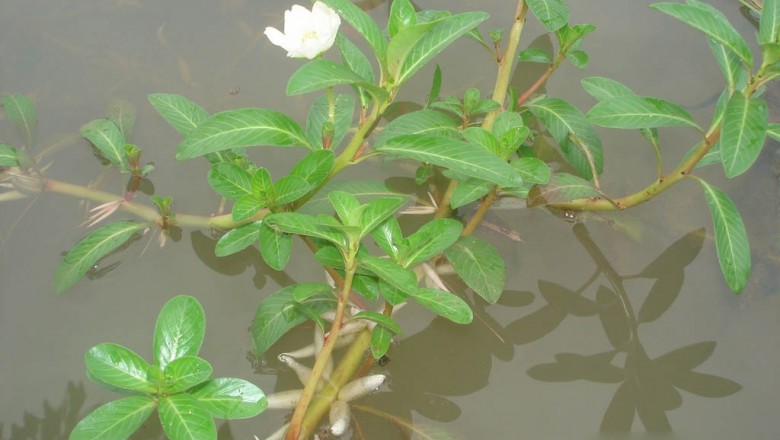 Cây dược liệu cây Rau dừa nước, Rau dừa trâu, Du long thái - Ludwigia adscendens (L.) Hara