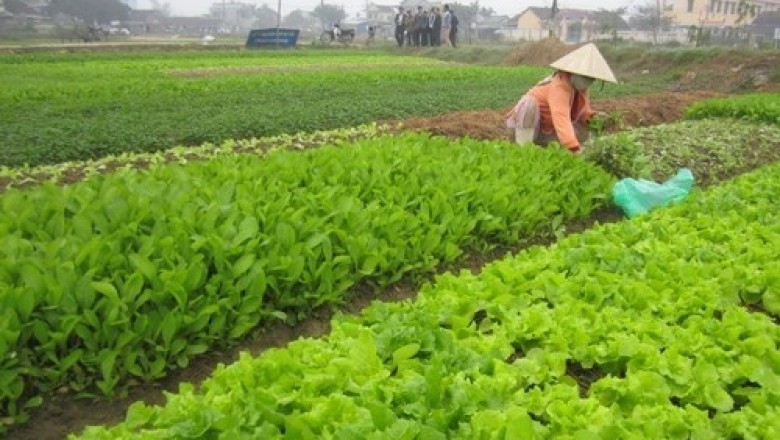 Việc đưa rau an toàn ra thị trường với thương hiệu riêng cần đáp ứng đủ các điều kiện theo quy định là gì ?