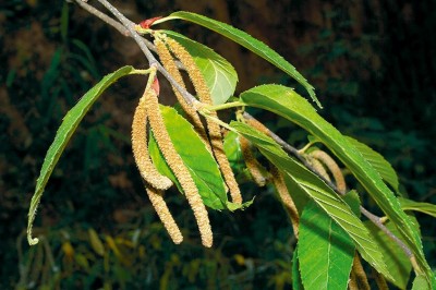 Cây dược liệu cây Cáng lò, Co lim - Betula alnoides Buch-Ham