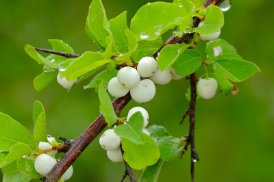Cây dược liệu cây Nổ, Bỏng nổ - Flueggea virosa (Roxb. ex Willd.) Voigt (Securinega virosa (Willd.) Pax et Hoffm.)