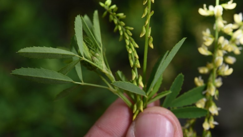 Cây dược liệu cây Nhãn hương, Kiều đậu - Melilotus suaveolens Ledeb