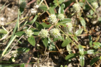 Cây dược liệu cây Nở ngày đất - Gomphrena celosioides Mart