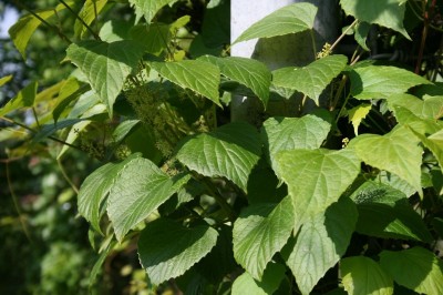 Cây dược liệu cây Nho đất, nho dại quả nhỏ - Vitis balansaeana Planch