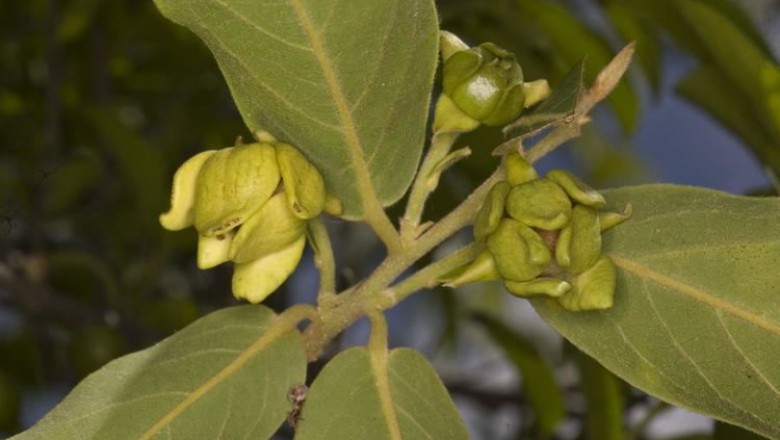 Cây dược liệu cây Nhọc, Đuôi trâu, Ran, Quần đầu trái tròn - Polyalthia cerasoides (Roxb.) Benth. et Hook. f