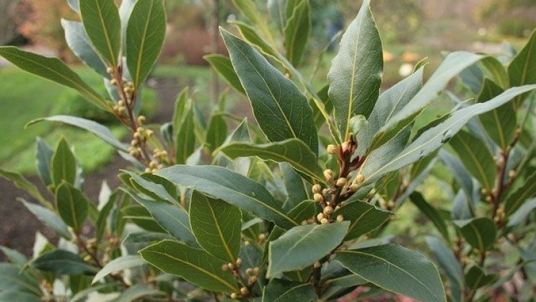 Cây dược liệu cây Nguyệt quế - Laurus nobilis L