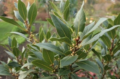 Cây dược liệu cây Nguyệt quế - Laurus nobilis L
