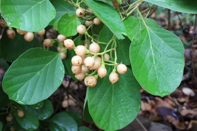 Cây dược liệu cây Ngút nhớt - Cordia myxa L