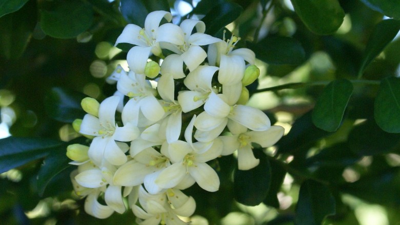 Cây dược liệu cây Nguyệt quới - Murraya paniculata (L.) Jack
