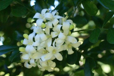 Cây dược liệu cây Nguyệt quới - Murraya paniculata (L.) Jack