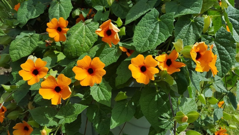 Cây dược liệu cây Cát đằng cánh, Khiên ngưu núi lá có cánh - Thunbergia alata Boj ex Sims