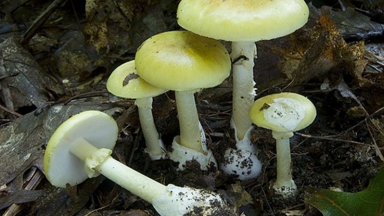 Cây dược liệu cây Nấm độc xanh đen, Nấm độc đen nhạt, Nấm lục - Amanita phalloides (Fr..) Quél