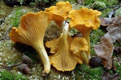 Cây dược liệu cây Nấm mào gà, Nấm kèn vàng hay Nấm vàng da cam - Cantharetllus cibarius Fr