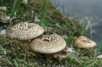 Cây dược liệu cây Nấm dai, Nấm dạ báo - Lentinus tigrinus (Bull..) Fr.
