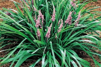 Cây dược liệu cây Cỏ tóc tiên, Thổ mạch môn - Liriope spicata (Thunb.) Lour