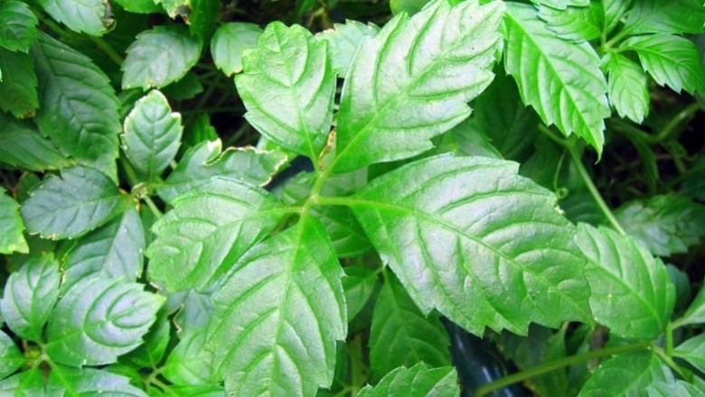 Cây dược liệu cây Cổ yếm - Gynostemma pentaphyllum (Thunb.) Makino