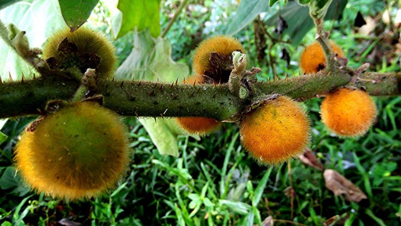 Cây dược liệu cây Cà trời, Cà hung, Cà lông - Solanum ferox L