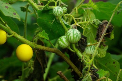 Cây dược liệu cây Cà trái vàng, hay Cà tàu - Solanum xanthocarpum Schrad Wendl