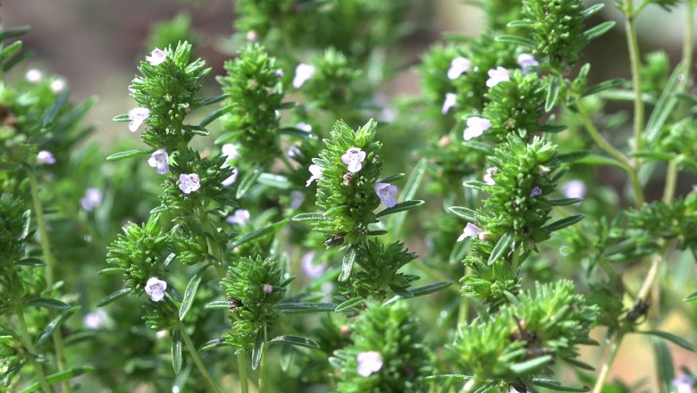 Cây dược liệu cây Cỏ xạ hương Thymus vulgaris L