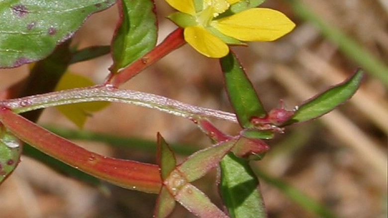 Cây dược liệu cây Rau mương hoa nhỏ, Rau mương đa niên - Ludwigia perennis L. (Jussiaea caryophylla Lam)