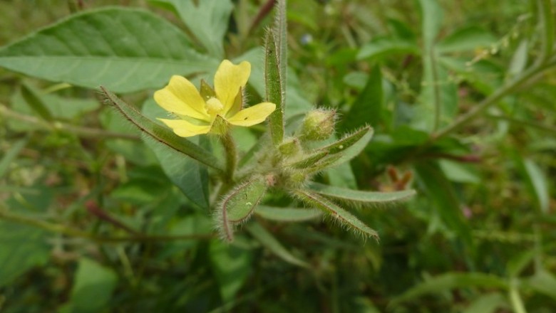 Cây dược liệu cây Rau mương lông, Mương đất - Ludwigia octovalvis (Ja Raven subsp, sessiliflora (Michx) Raven (Jussiaea suffrutu L)
