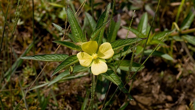 Cây dược liệu cây Rau mương, Rau mương thon, Rau lục - Ludwigia hyssopifolia (G.don) Exell (Jussiaea linifolia Vahl)