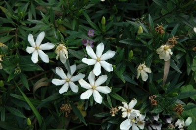 Cây dược liệu cây Dành dành lá hẹp - Gardenia stenophylla Merr