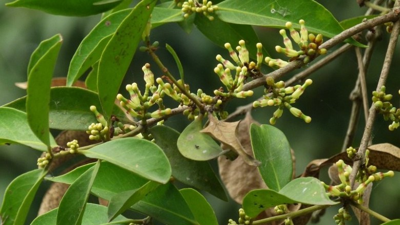 Cây dược liệu cây Ðại quản hoa Nam Bộ. Tầm gửi cây hồi. Ðại cán Nam Bộ - Macrosolen cochichinensis (Lour) van Tiegh (Elytranthe cochinchinensis (Lour) G.Don)