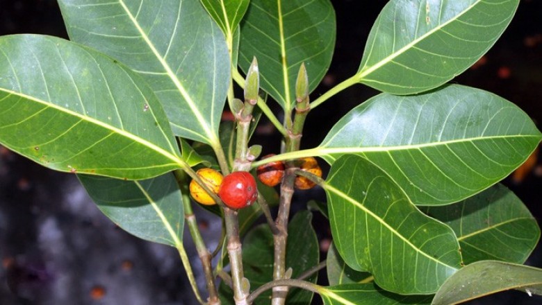 Cây dược liệu cây Ða cua - Ficus sumatrana Miq. var. subsumatrana (Gagnep.) Corn