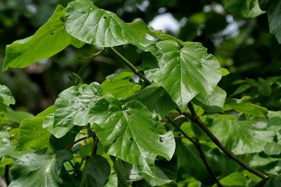 Cây dược liệu cây Gáo tròn - Haldina cordifolia (Roxb.) Ridsd, (Adina cordifolia (Roxb.) Benth et Hook. f. Nauclea cordifolia Roxb.)