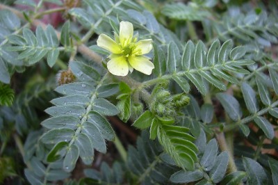 Cây dược liệu cây Gai ma vương, Gai chống, Tật lê, Quý kiến sầu - Tribulus terrestris L