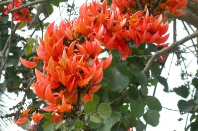 Cây dược liệu cây Giềng giềng, Cây lâm vố - Butea monosperma (Lam.) Taub., (B. frondosa Roxb. ex Willd)