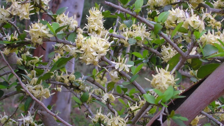 Cây dược liệu cây Găng chụm - Fagerlindia fasciculata (Roxb.) Tirving (Randia fasciculata DC.)
