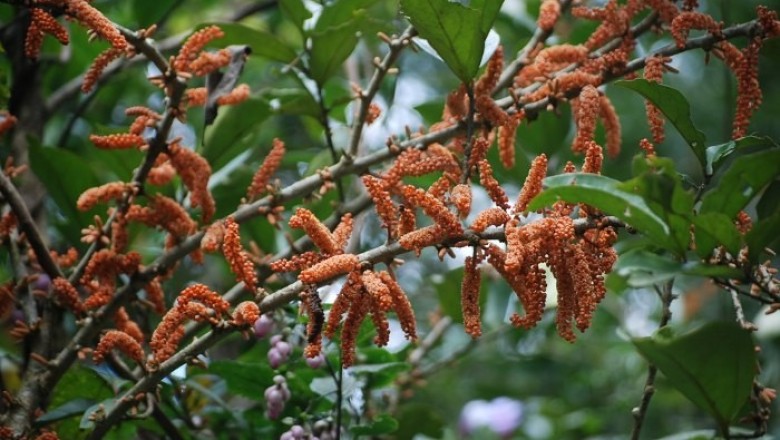 Cây dược liệu cây Gạo sấm - Scleropyrum wallichianum (Wight. et. Arn.) Arn