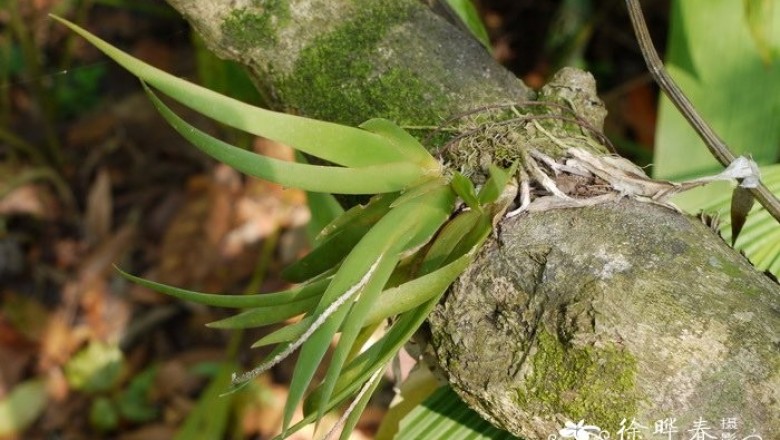 Cây dược liệu cây Lan quạt lá đuôi diều, Móng rùa lá Iris - Oberonia iridifolia (Roxb.) Lindl