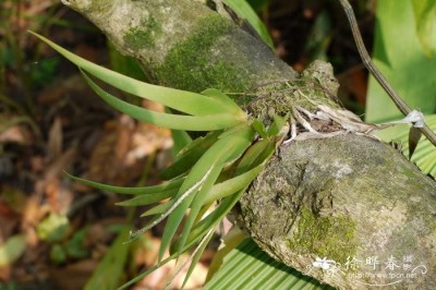 Cây dược liệu cây Lan quạt lá đuôi diều, Móng rùa lá Iris - Oberonia iridifolia (Roxb.) Lindl