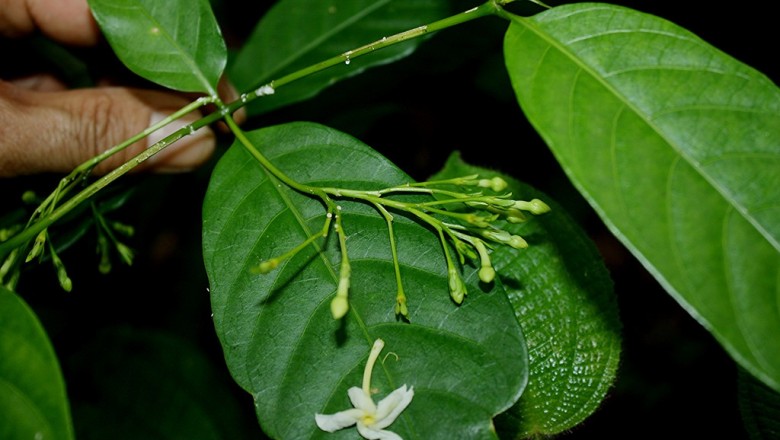 Cây dược liệu cây Lài trâu ít hoa - Tabernaemontana pauciflora Blume (T.dinhensis Pit)